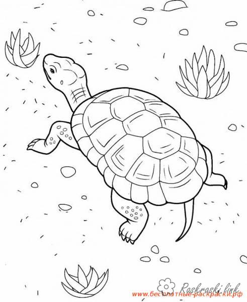 Розмальовки черепаха природа підводний світ морська черепаха