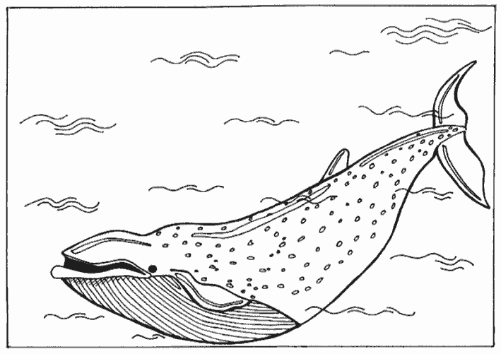 Розмальовки підводний природа підводний світ синій кит
