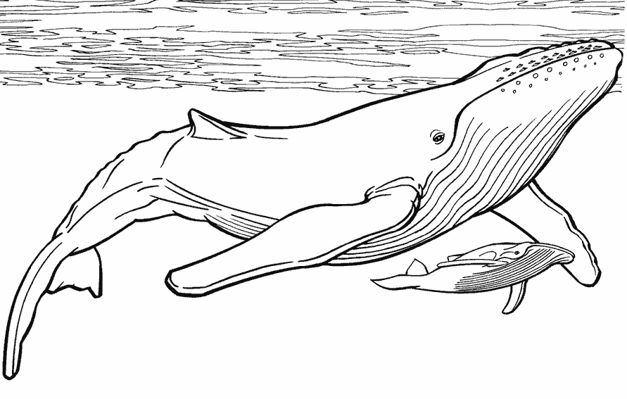 Розмальовки природа кит і дитинча