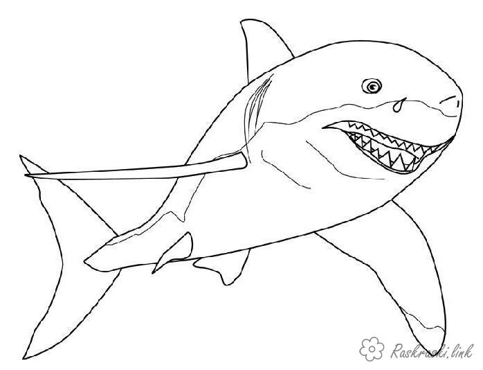 Coloring underwater nature shark underwater world