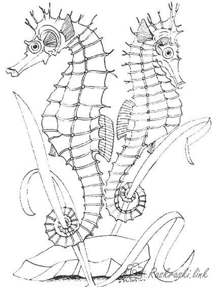 Розмальовки коник природа підводний світ морський коник