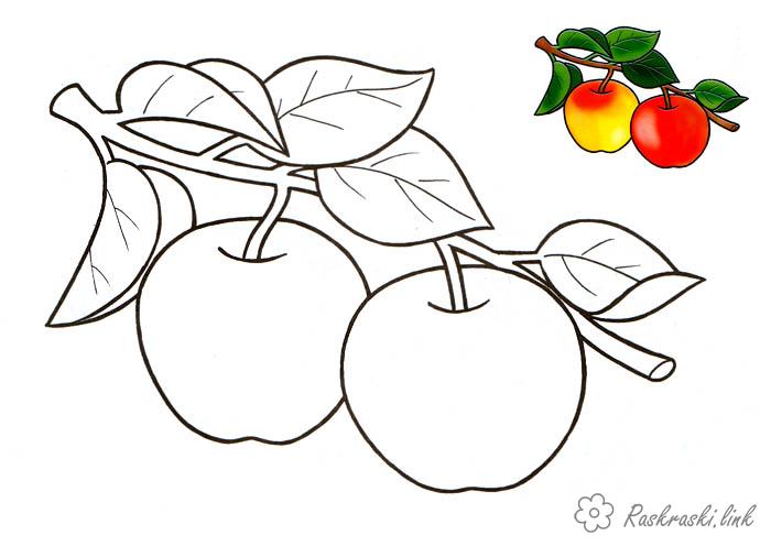 Раскраски Яблоки  Спелые, наливные, красные, яблоки, раскраска