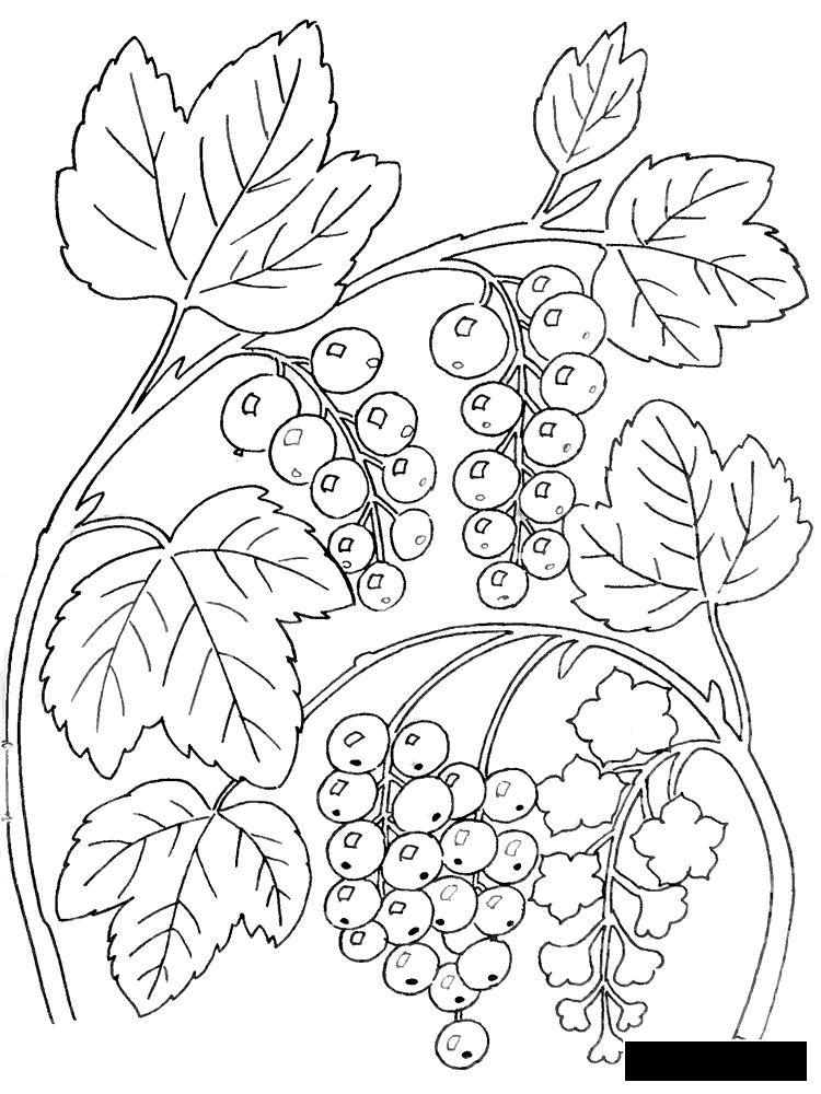 Раскраски Ягоды ягоды, лес, лесные, вкусные, раскраска, для детей