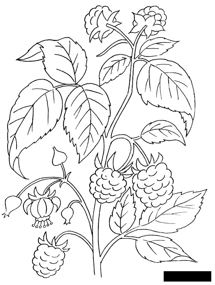 Раскраски Ягоды Сладкая, малина, растение, кустарник, ягоды