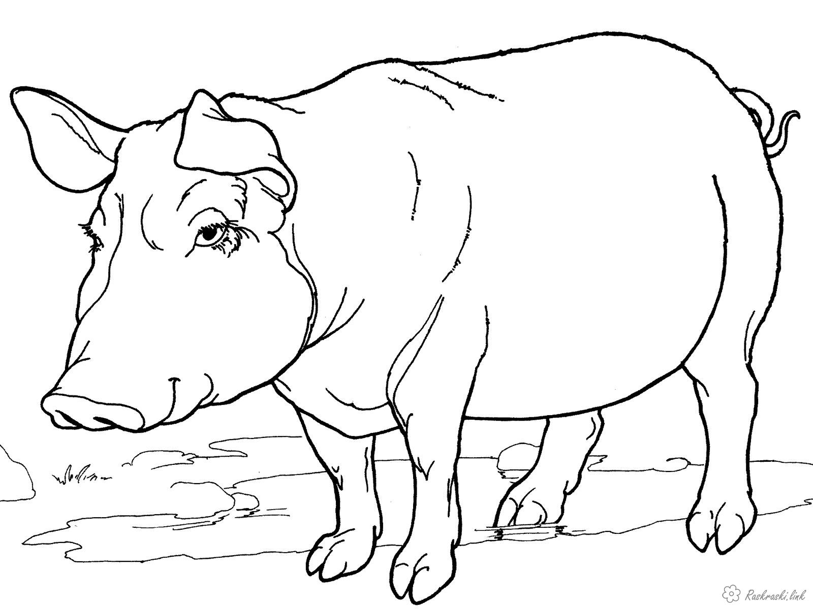 Розмальовки Природа Корова, кінь, кіт, собака