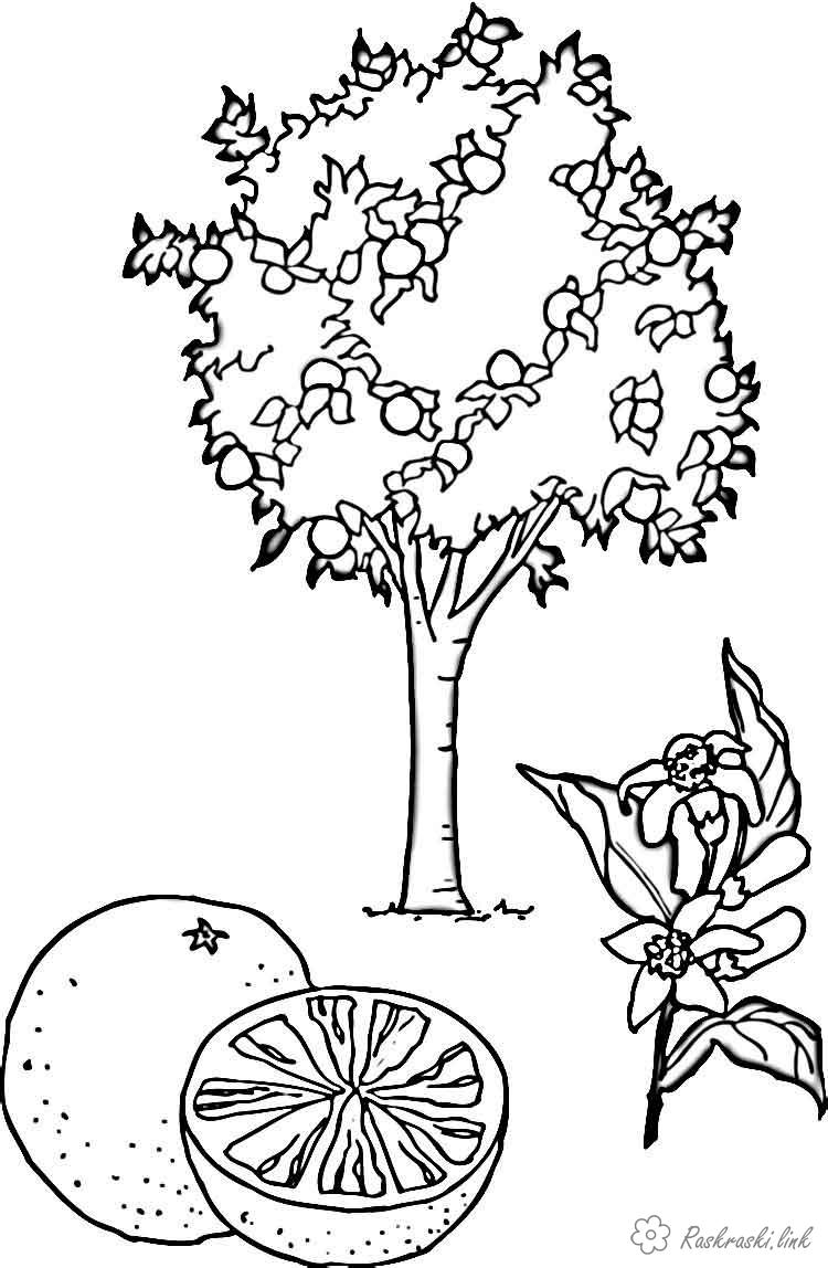Раскраски Деревья ракраска мандариновое дерево,мандарины,веточка с листьями
