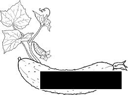 Раскраски Овощи  раскраска веселый огурец,пупырчатый огурец