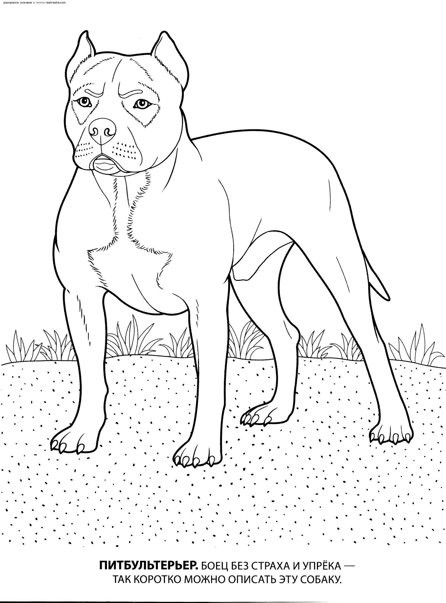 Розмальовки Собаки розфарбування для дітей, пітбультер'єр, породисті собаки
