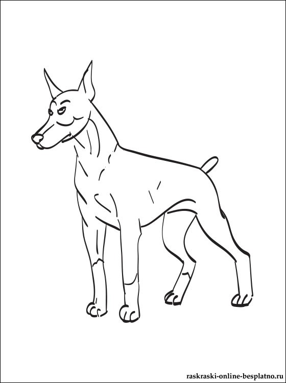 Розмальовки Собаки розфарбування добермана в стійці, тварини