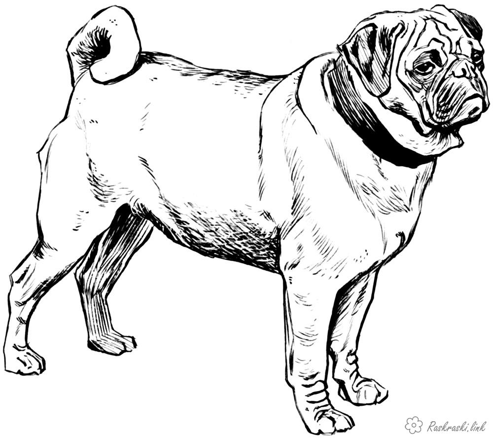 Coloring plump coloring pages, dog, bulldog, children