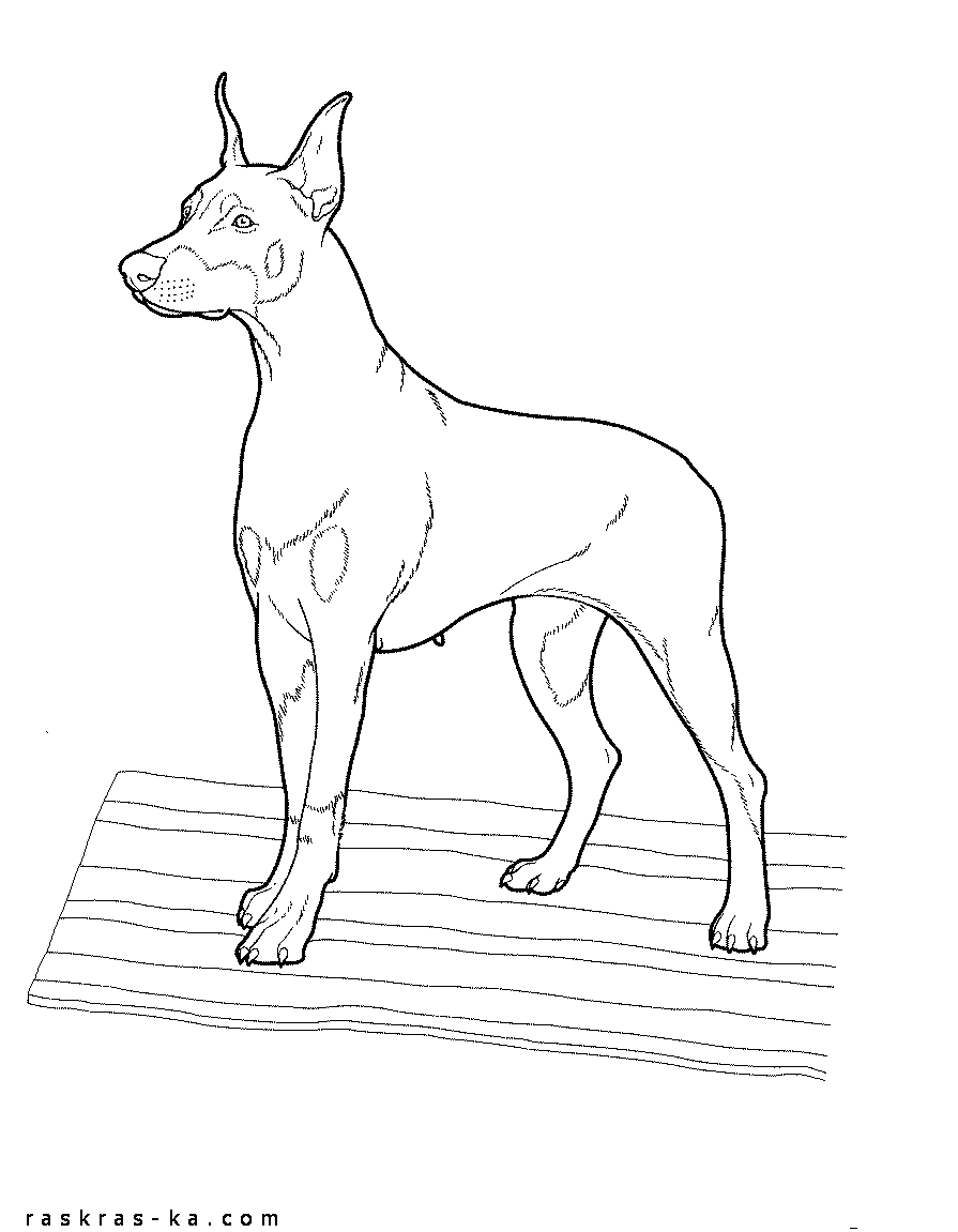 Розмальовки Собаки розмальовки для дітей, доберман