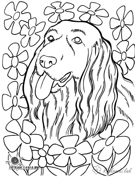 Розмальовки собака собака, квіти, розмальовки для дітей