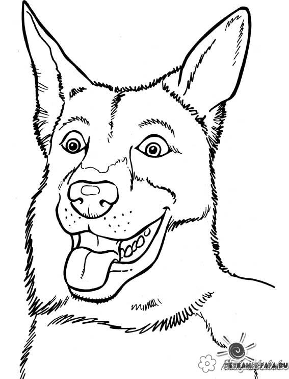 Розмальовки Собаки розмальовки для дітей, вівчарка, німецька порода