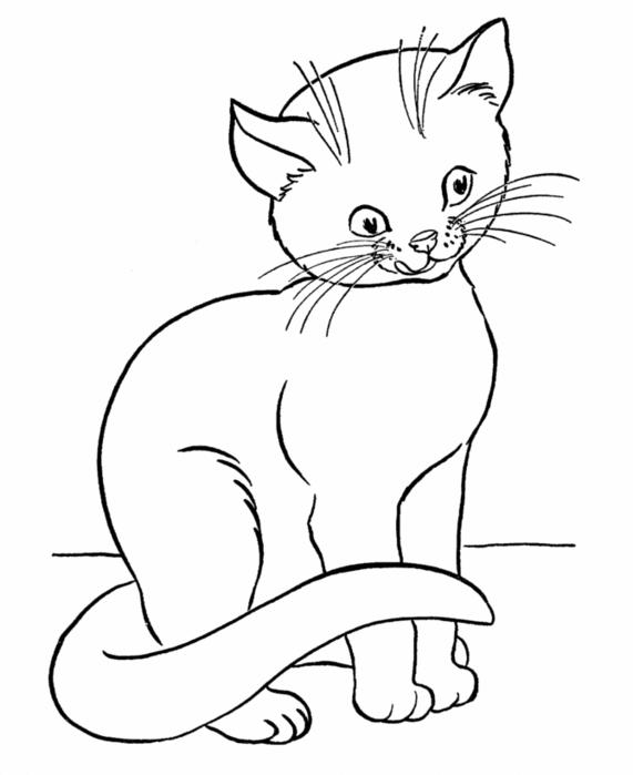 Розмальовки тварини розфарбування красива домашня кішка