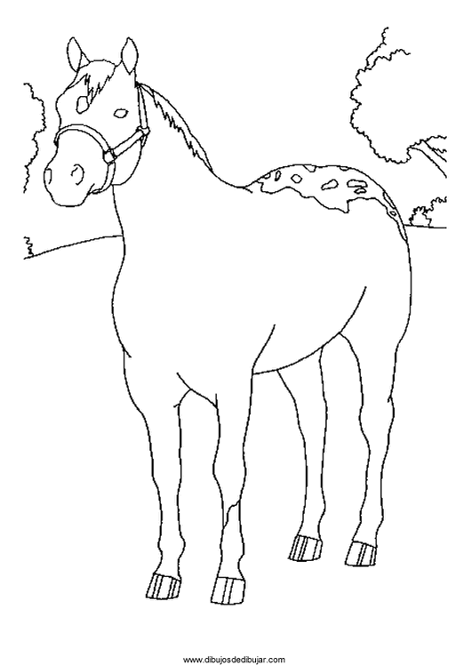 Розмальовки Коні розфарбування красива кінь, для дітей
