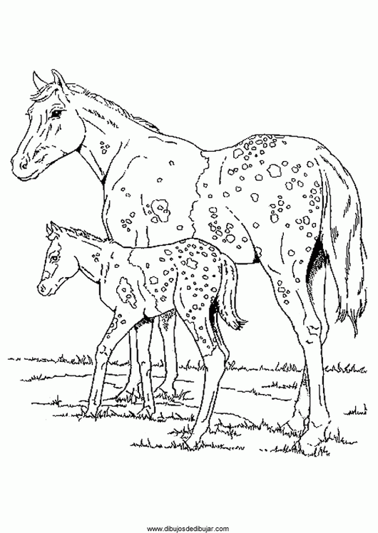 Розмальовки Коні плямиста конячка, лоша, розмальовки, коні