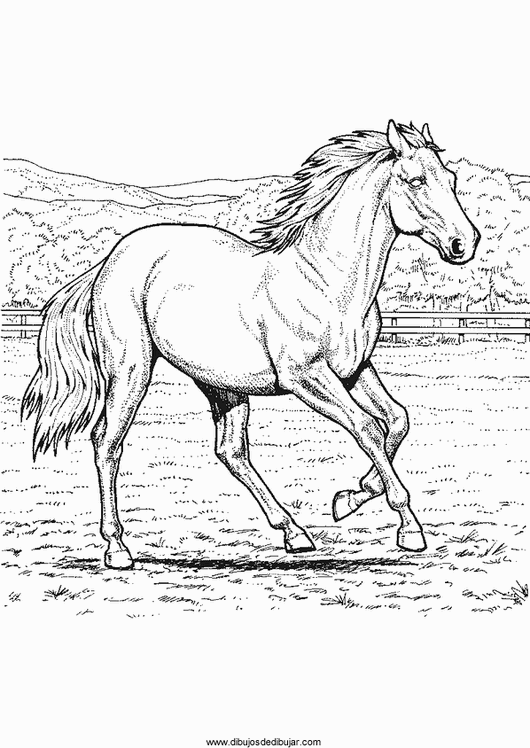 Розмальовки Коні арабський скакун, коні, розмальовки для дітей