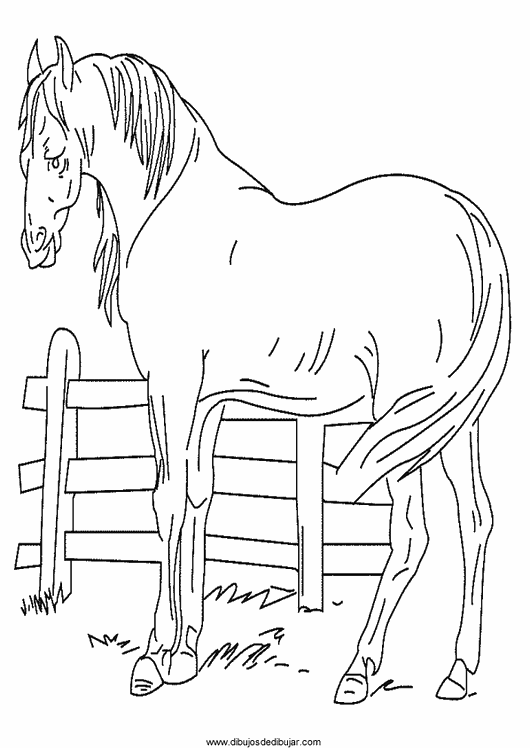Розмальовки Коні кінь, паркан, розмальовки для дітей