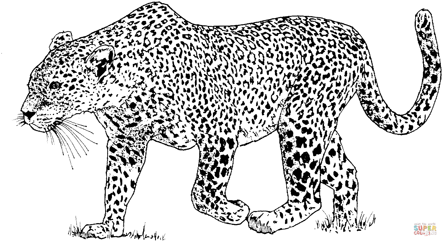 Раскраски Леопард раскраски леопард, хищные, дикие животные