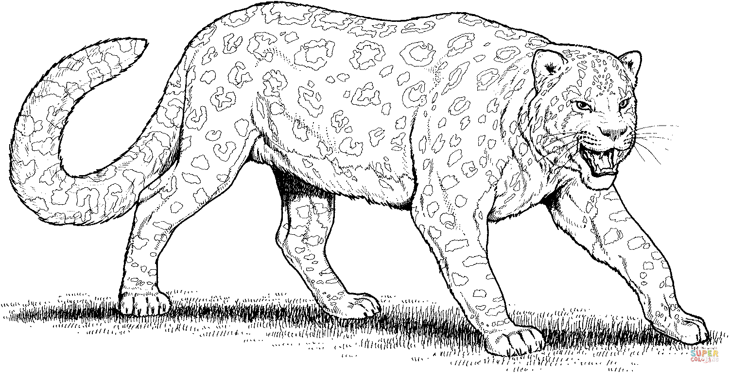 Розмальовки Леопард леопард, розмальовки для дітей, дикі тварини