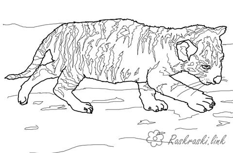 Раскраски Тигр тигренок, маленький ,хищник, дикие животные