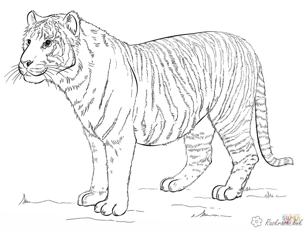 Розмальовки Тигр тигр, розмальовки, тварини, для дітей