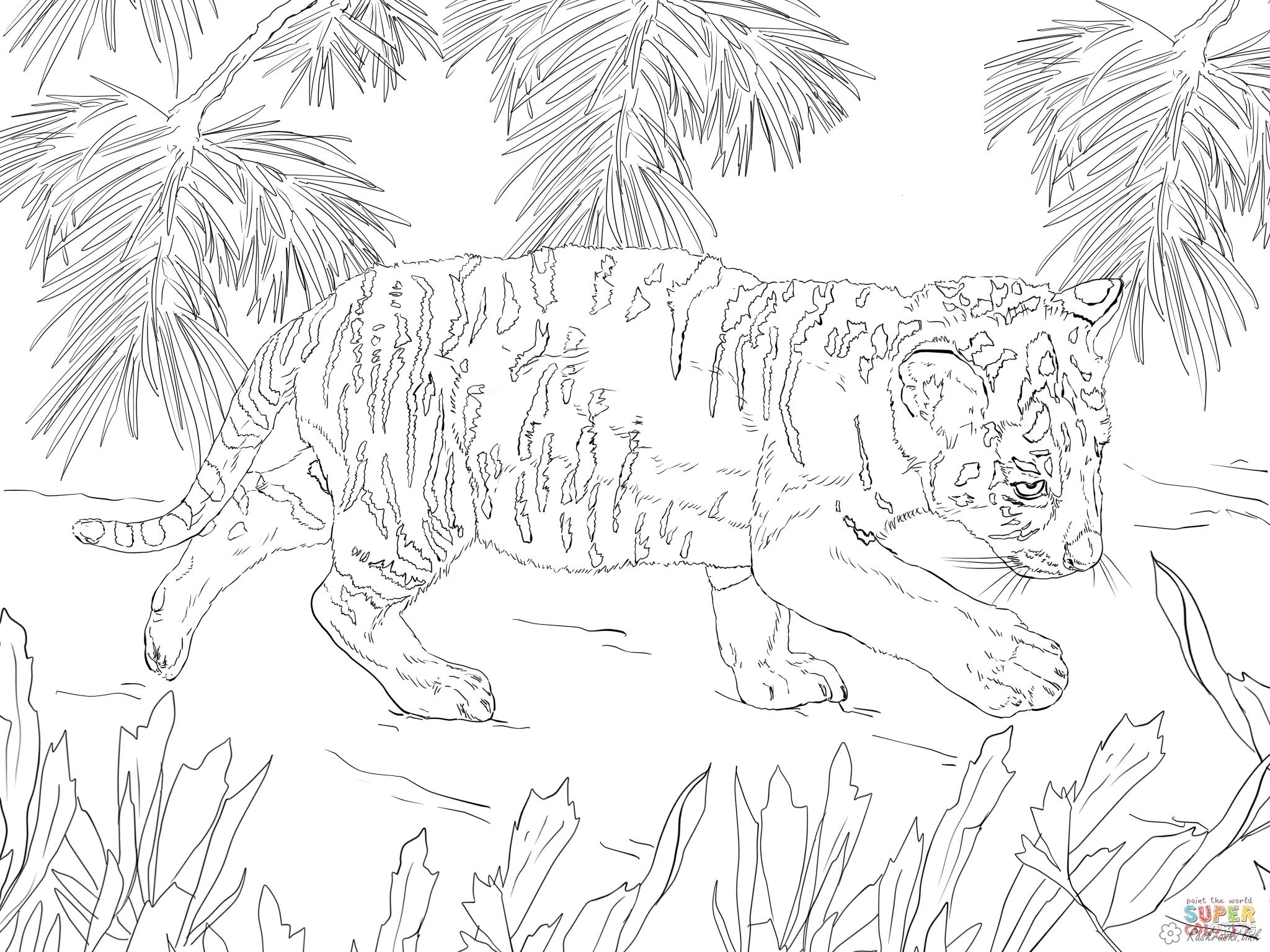 Раскраски Тигр тигренок, лес, трава, природа