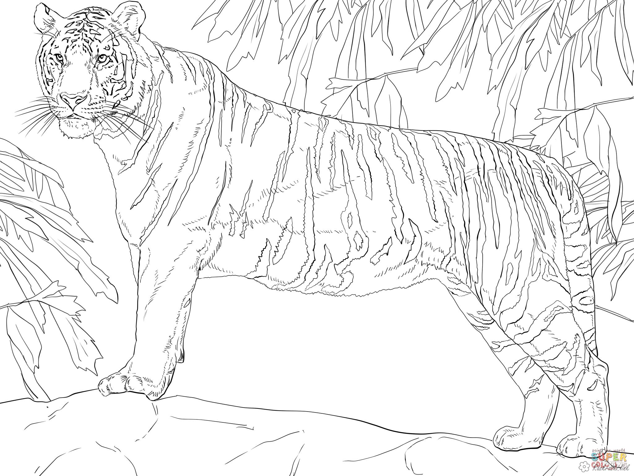 Розмальовки Тигр тигр, дерева, гілки, трава, природа