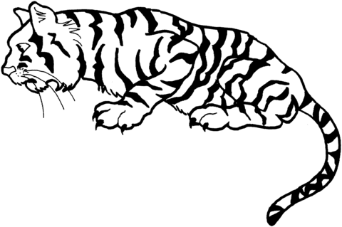 Розмальовки Тигр тигр, розмальовки, хижаки, для дітей
