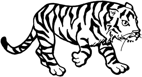Розмальовки Тигр крадеться тигр, розфарбування, природа, тварини