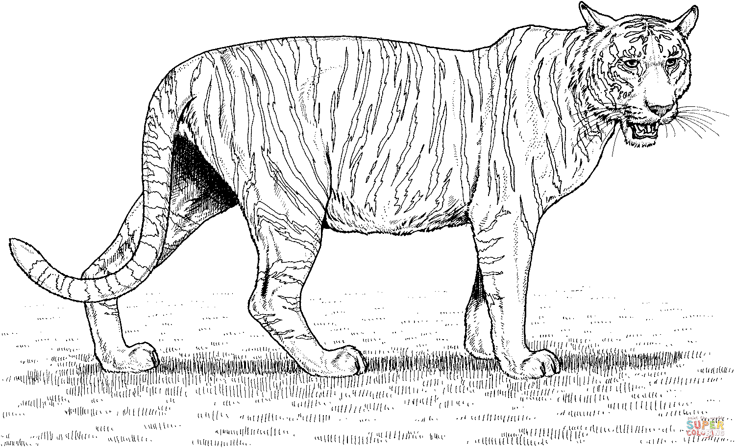 Розмальовки Тигр розфарбування красивий тигр, природа, тварини