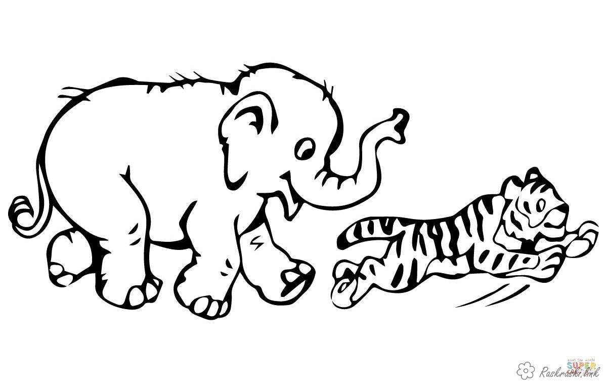 Розмальовки Тигр слоненя, тигреня, розмальовки для дітей