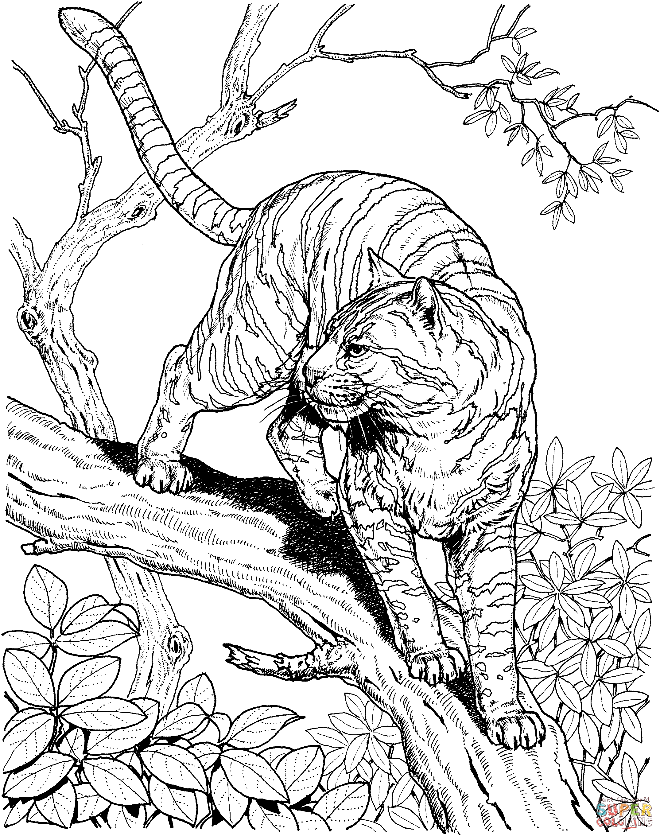 Розмальовки Тигр розмальовки тигри, дерево, ліс, природа, дерева