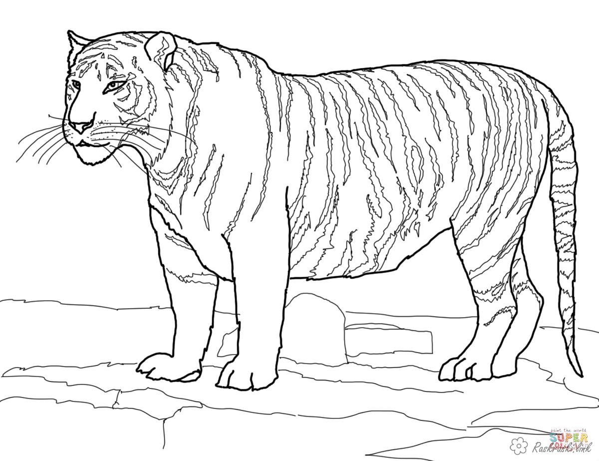 Розмальовки природа розмальовки тигр, граціозний, для дітей