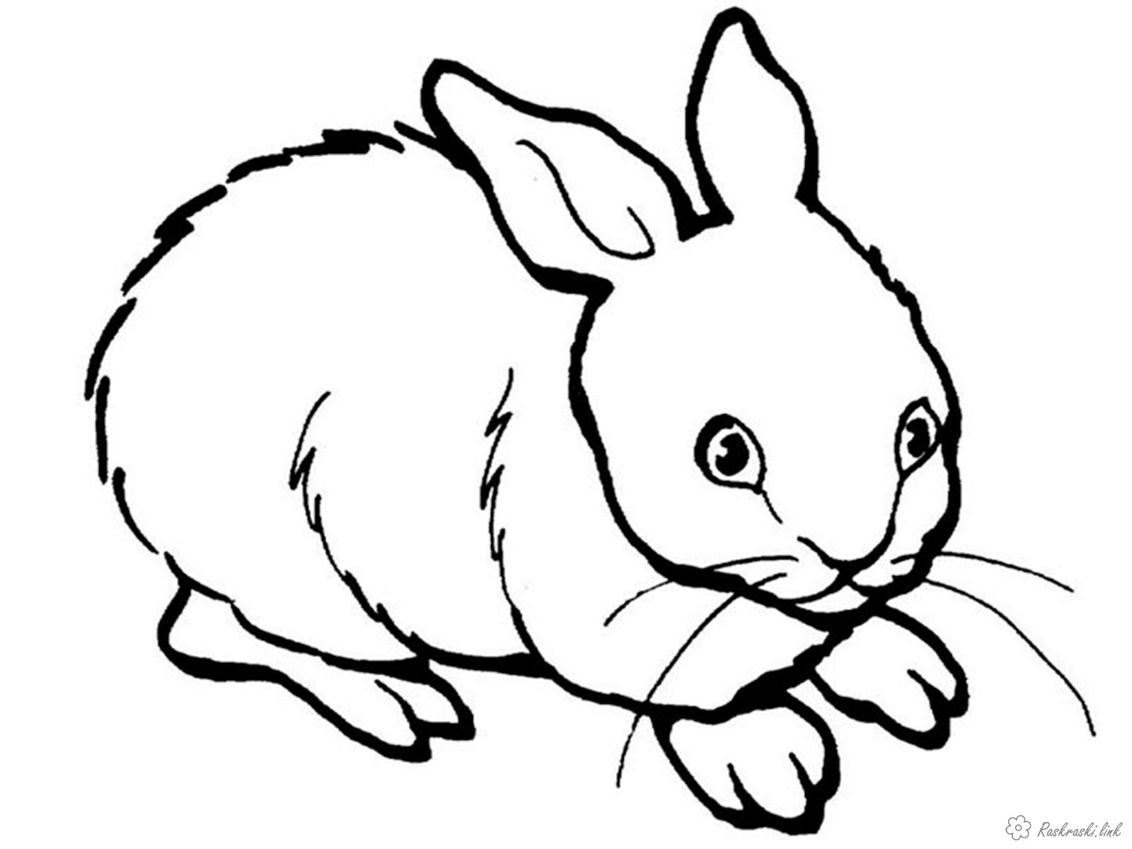 Розмальовки Кролики  кролик, білий, пухнастий, розмальовки