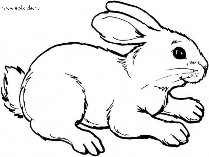 Раскраски Кролики  раскраска кролик, пушистый, сидит, для детей