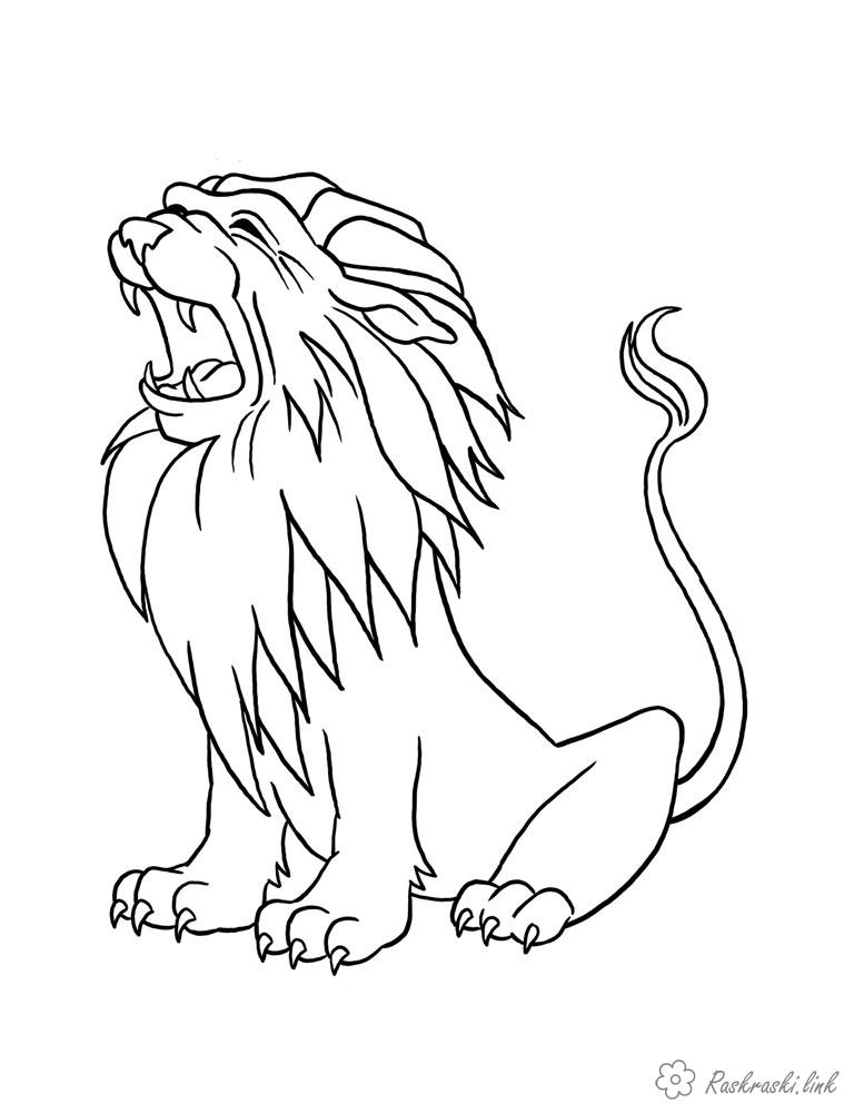 Розмальовки Лев розфарбування гарчить лев, хижак, дикі тварини