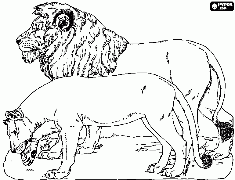 Розмальовки Лев лев та левиця, прогулянка, дикі тварини