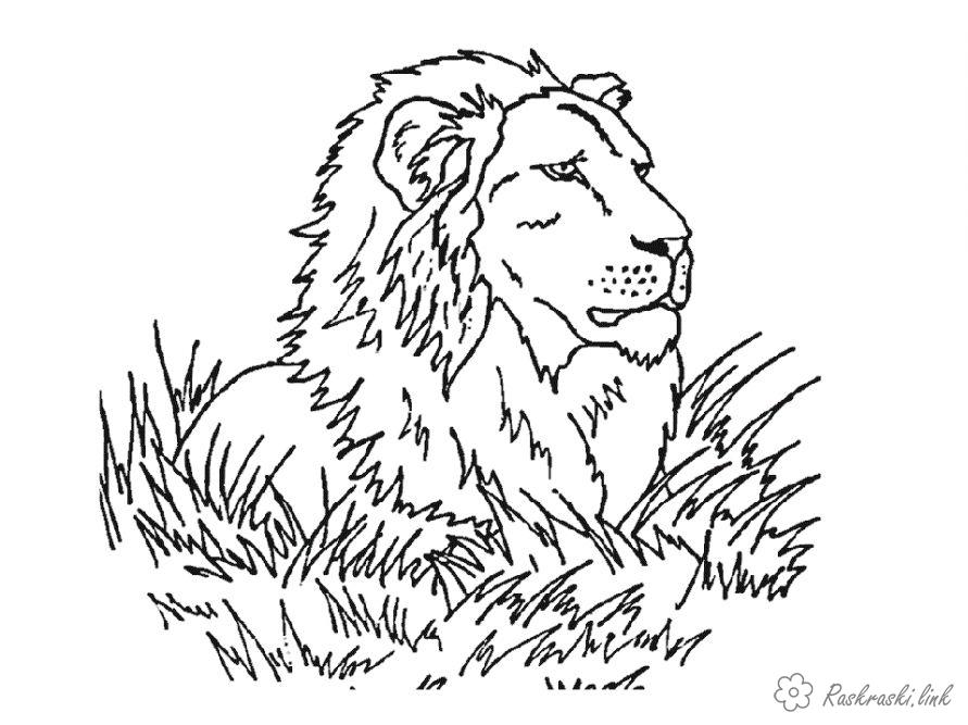 Розмальовки Лев лев, трава, лежить, спостерігає, хижа тварина