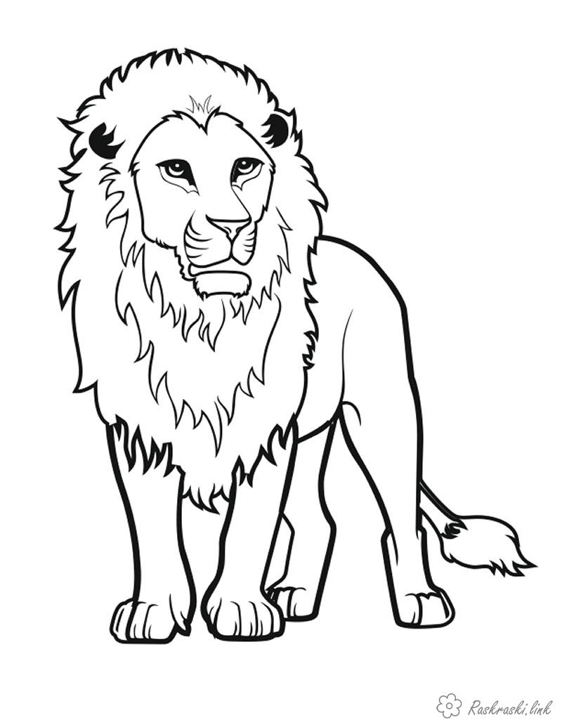 Розмальовки Лев лев цар звірів розмальовки граціозний