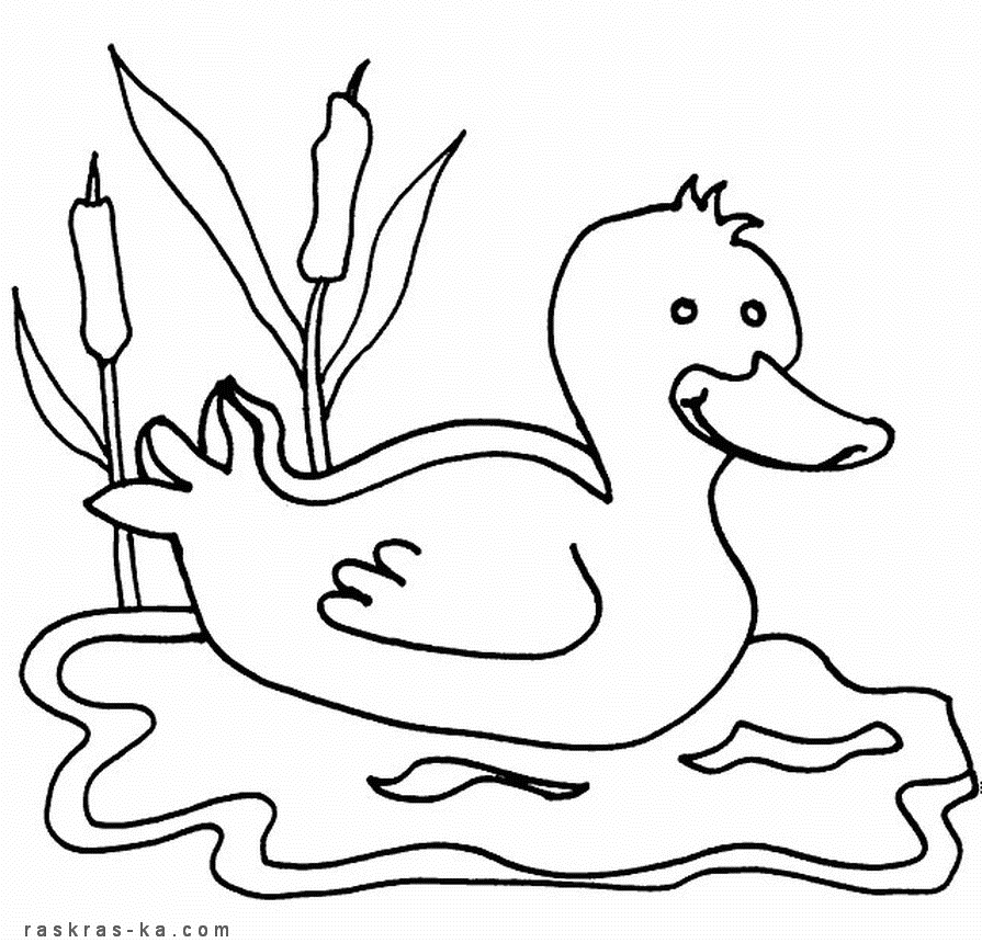 Розмальовки Качка качка, болото, очерети, плаває