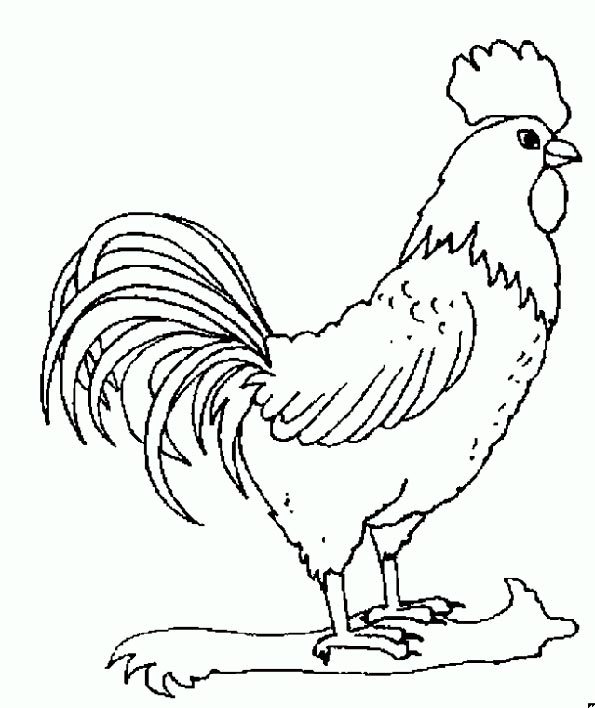 Coloring Hen and Rooster coloring pages Cockerel, children, poultry