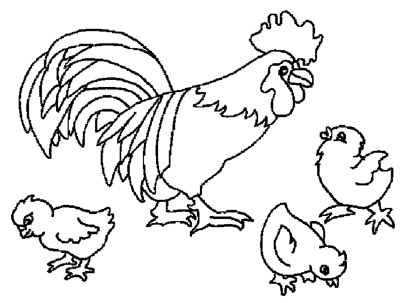 Розмальовки Курка і півень півень, курчата, розмальовки для дітей