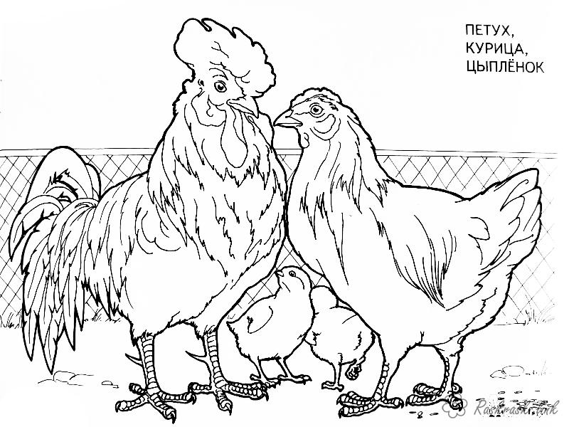 Coloring Hen and Rooster chicken, chickens, rooster, coloring pages pets