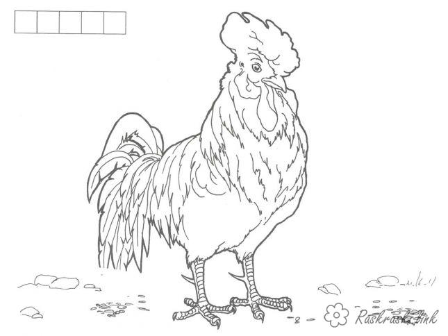 Coloring Hen and Rooster Home rooster coloring pages for kids