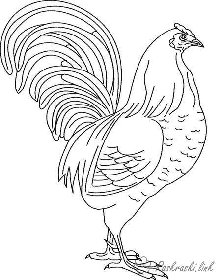 Coloring important rooster, poultry, for children