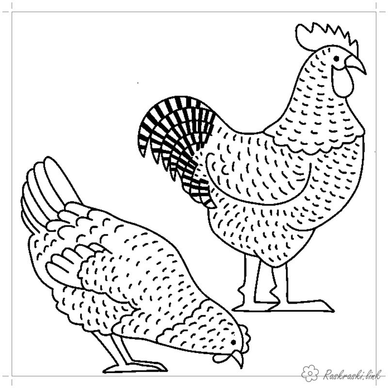Раскраски Курица и петух раскраски петух, курица, для детей