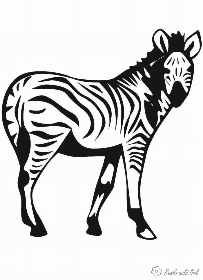 Розмальовки Зебра красива зебра, смугаста, розфарбування