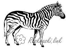 Розмальовки Зебра прекрасна зебра, розмальовки для дітей