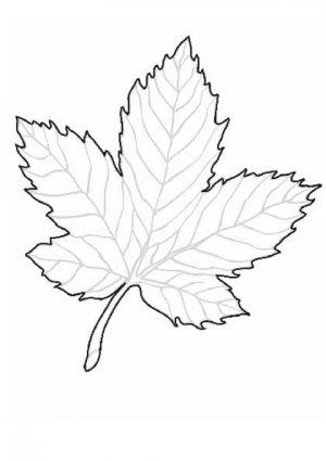 Розмальовки Листя дерев осінній лист клена з прожилками